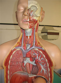 Modello anatomico